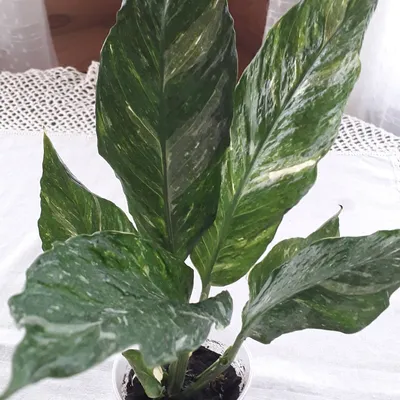 spathiphyllum gemini variegata - skrzydłokwiat - 12508903385 - oficjalne  archiwum Allegro