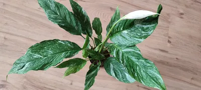 Spathiphyllum Gemini variegata duża roślina2 - 7813578332 - oficjalne  archiwum Allegro