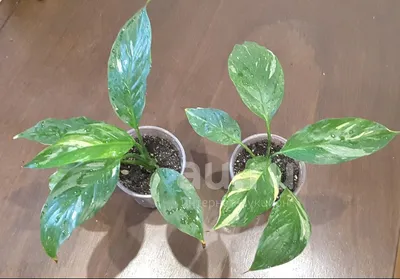 Спатифиллум Джемини – купить в Екатеринбурге, цена 250 руб., продано 25 мая  2019 – Растения и семена