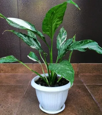 Спатифиллум Джемини (Spathiphyllum Gemini) И всё-таки у меня Джемини!  Изучила я вопрос о том, чем отличаются спатифиллумы Джемини и… | Instagram