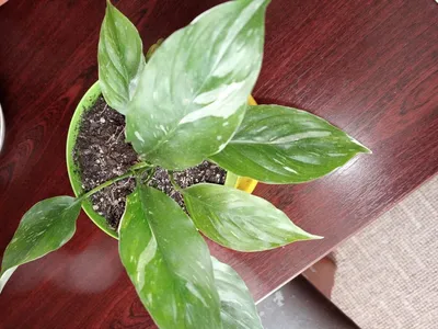 Spathiphyllum Gemini Variegata - wyjątkowe rośliny do domu