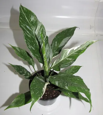 Спатифиллум / Spathiphyllum - «Мой расписной красавец) Редкий вид -  спатифиллум Домино.» | отзывы