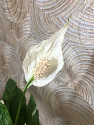 Спатифиллум Джемини (Spathiphyllum Gemini) | Спатифиллум, а с ним ещё | Дзен