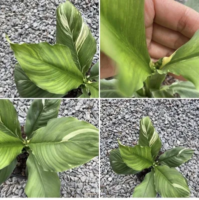 spathiphyllum gemini variegata - skrzydłokwiat - 9546175363 - oficjalne  archiwum Allegro