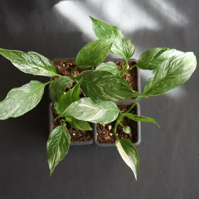 Spathiphyllum Gemini Variegata - wyjątkowe rośliny do domu