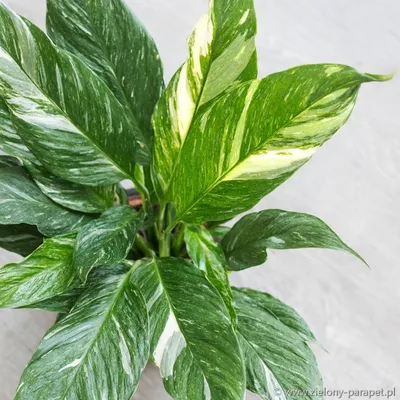 skrzydłokwiaty spathiphyllum gemini variegata (Poznań)