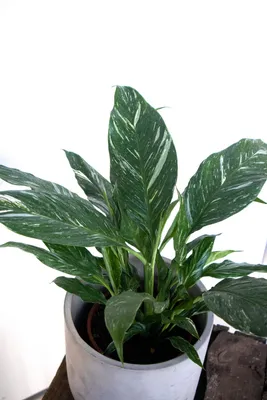 Spathiphyllum 'Domino' Skrzydłokwiat (Variegata)| Zielony-parapet