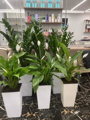 skrzydłokwiaty spathiphyllum gemini variegata (Poznań)