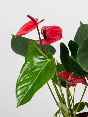 Peace Lily And Anthurium Plants Around Home Or Office | What Grows There ::  Hugh Conlon, Horticulturalist, Garden Advisor, and Photographer