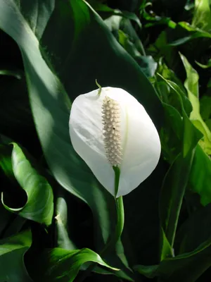 Spathiphyllum plant (Peace Lily) in Bordentown, NJ | Wayside Florist