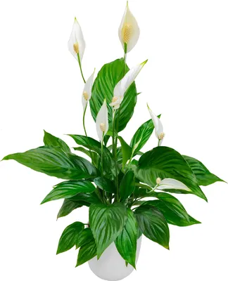 Real Plant Spathiphyllum Kochii Anthurium Andraeanum Linden Bonsai Seedling  Garden Decor - China Anthurium Andraeanum Linden, Tropical |  Made-in-China.com