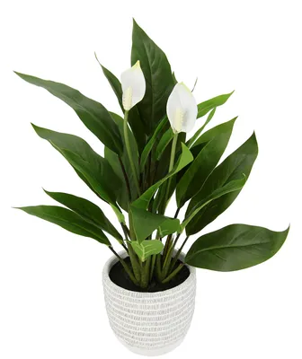 Spathiphyllum - Plant Collection - Shop Collections