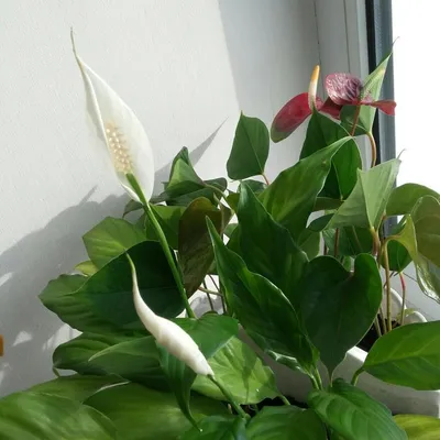 Spathiphyllum Sensation | Kitchen plants, Flower pot garden, Plant decor  indoor