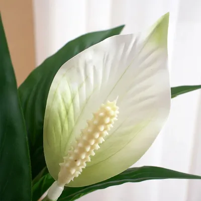 Lady Jane Anthurium – Interior Foliage Design