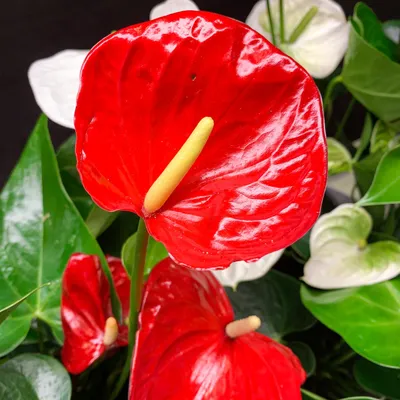 GENEMA Artificial Flower Bouquet White Anthurium Green Plant Simulation  Flowers for Home Living Room Wedding Decoration - Walmart.com