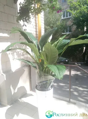 Спатіфілум королівський (spathiphyllum) купити, продаж в Києві, фото  сенсація