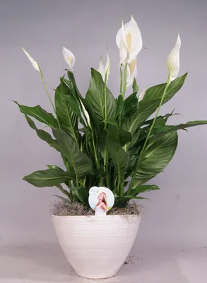 Spathiphyllum royal (код: Спатіфілум королівський)