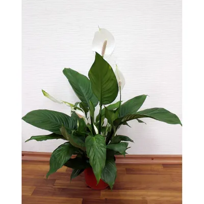 Спатіфілум королівський (spathiphyllum) купити, продаж в Києві, фото  сенсація