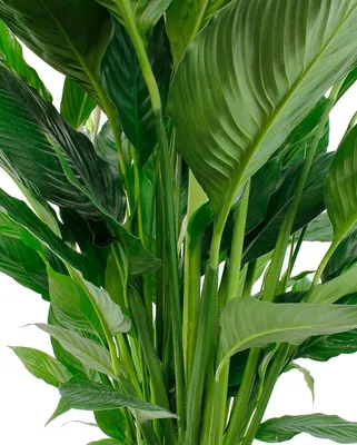 СПАТИФИЛЛУМ КОРОЛЕВСКИЙ Диаметр 24 см Высота 110 см: Комнатное растение с  элегантными цветками и сочными зелеными листьями 🌺 Greendekor