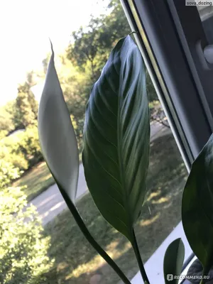 Спатіфілум королівський (spathiphyllum) купити, продаж в Києві, фото  сенсація