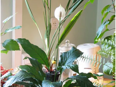 Спатифиллум королевский, Живые растения в Москве, купить по цене 12900 RUB,  Цветы в горшках в По жизни Алоказия с доставкой | Flowwow