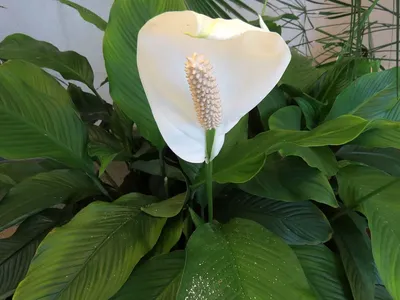 Exotic Plant редкие коллекционные растения | spathiphyllum Crown Jewels  Diamond white narrow mutation / спатифиллум Королевские Драгоценности  “Бриллиа�... | Facebook