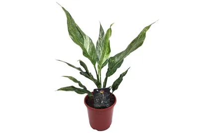 spathiphyllum Crown Jewels Diamond - exoticplantshop.org