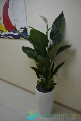 Спатіфілум королівський (spathiphyllum) купити, продаж в Києві, фото  сенсація