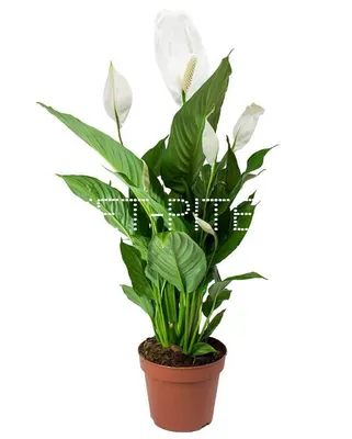 К60/217-1 Спатифиллум искусственный цветущий(латекс/ревелюр) в кашпо -  Купить с доставкой в интернет-магазине Cashpo Design по выгодной цене