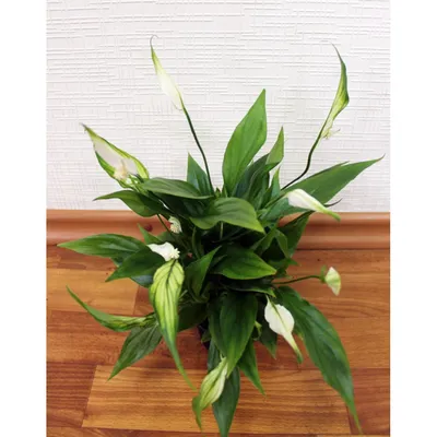 spathiphyllum Crown Jewels Diamond - exoticplantshop.org