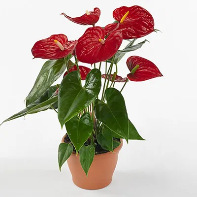 Антуриум красный (Anthurium red) - купить в Минске с доставкой, цена и фото  в интернет-магазине Cvetok.by