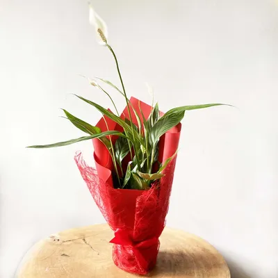 Антуриум андрианум туренза красный в горшке (Anthurium andreanum turenza)  купить с доставкой в СПб