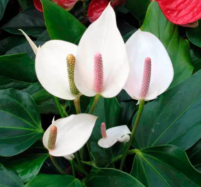 Антуриум красный в горшке (Anthurium) купить в Киеве: цена, заказ, доставка  | Магазин «Камелия»