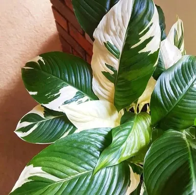 Home Look, [9 дек. 2022 в 15:31] Спатифиллум Пикассо (Spathiphyllum Picasso)  🍃 Home Look | Растения, Зеленые фоны, Пикассо