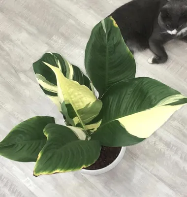 Variegated peace lily Picasso | Lily plants, Pretty plants, Plant life