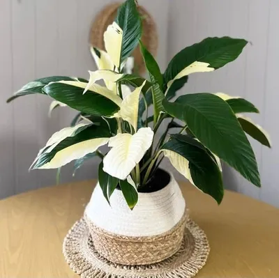 Home Look, [9 дек. 2022 в 15:31] Спатифиллум Пикассо (Spathiphyllum Picasso)  🍃 Home Look | Plantas, Espatifilo, Jardinería