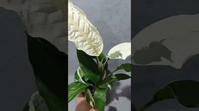 Spathiphyllum / Спатифиллум, каталог | EXOTIC PLANT Редкие коллекционные  растения