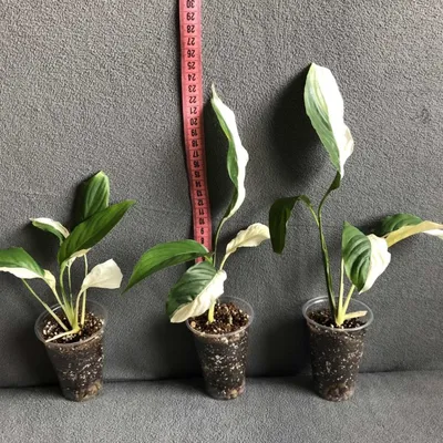 Спатифиллум Пикассо ( Spathiphyllum Picasso) 🤍 Вторая Детка моего Пикассо.  Если вы помните, то изначально у меня было 3 детки от… | Instagram