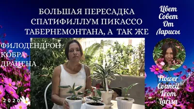 spatiphyllum Snow Cap (new) / спатифиллум Сноу Кэп, Снежная Вершина |  EXOTIC PLANT Редкие коллекционные растения