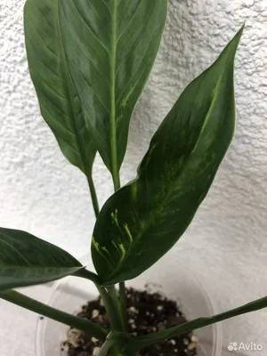 Spathiphyllum Diamond Variegata - Купить лилию мира - STEKJESBREF.NL