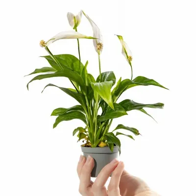 Spathiphyllum growing / Спатифиллум, обзор сортов и содержание | EXOTIC  PLANT Редкие коллекционные растения