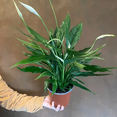 Spathiphyllum 'Silver Cupido' | grow urban. Edinburgh