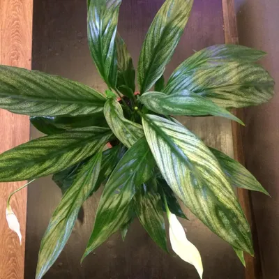 Спатифиллум Сильвер Купидо. Со слегка серебристыми листьями. 7990. Крупное  растение, около 80 см | Instagram