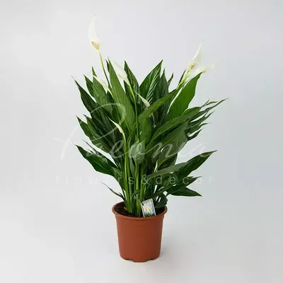 Peacelily silver cupido | Peace lily, Plants, Spathiphyllum