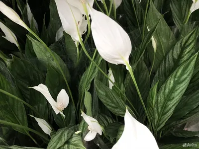 SPATHIPHYLLUM 'SILVER CUPIDO' AIR SO... - GREEN care by Zeira | Facebook