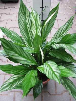 spathiphyllum \"silver cupido\" — Florist's Plantica