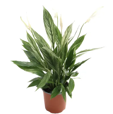 Buy Spathiphyllum Cupido Silver 17 cm pot affordable | Gardens4you.ie