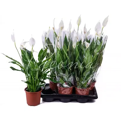 Achetez maintenant une plante d'intérieur Fleur de lune Spathiphyllum 'Silver  Cupido' Blanc | Bakker.com