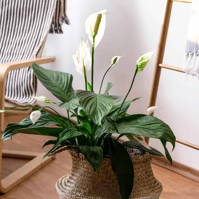 Spathiphyllum Silver Cupido – Lay of the Land Ltd