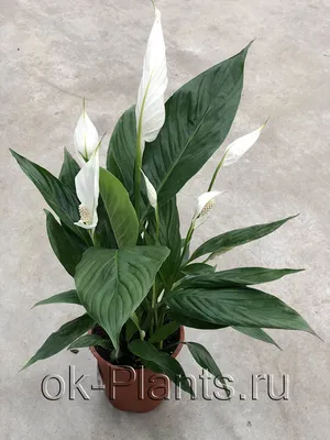 Спатифиллум сильвер, Живые растения в Липецке, купить по цене 4100 RUB,  Цветы в горшках в ЦветОк 24/7 с доставкой | Flowwow